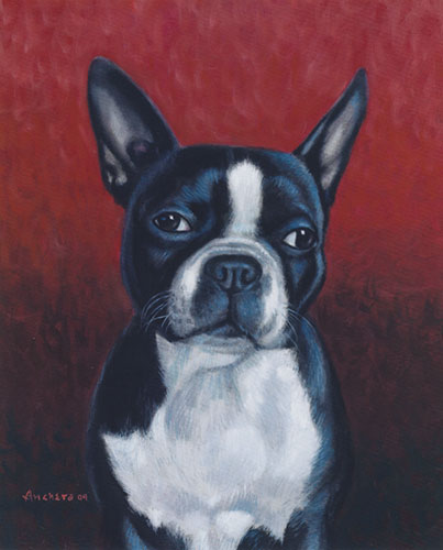 Boston terrier with black and white hairs, oil painting by Richard Ancheta.