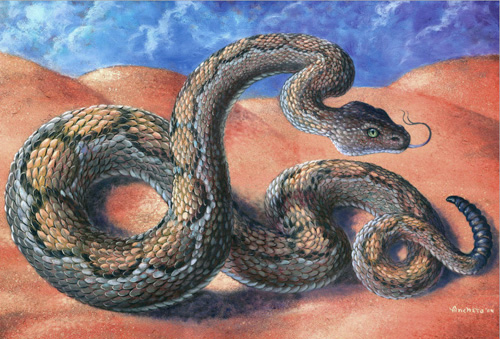 Rattlesnake with triangular head and the scales haveb golden diamondback marks bordered with black, with tail is circled by several black band, backgrounds with red sand and blue sky, landscape rectangle format - oil painting on canvas by Richard Ancheta.