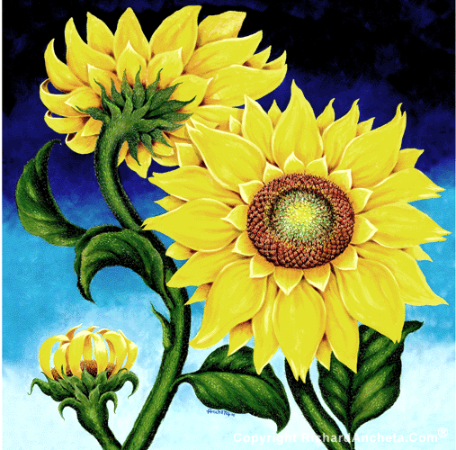 Sunflower, harmonies with greens, 3 stages of bud, blossoms and flourish, blue - black textured backgrounds - oil painting on canvas in square format by Richard Ancheta.
