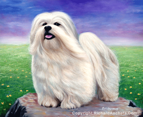 Bichon frise with long white hairs standing on the big rock, backgrounds with green lawn and yellow flowers - oil painting by Richard Ancheta.