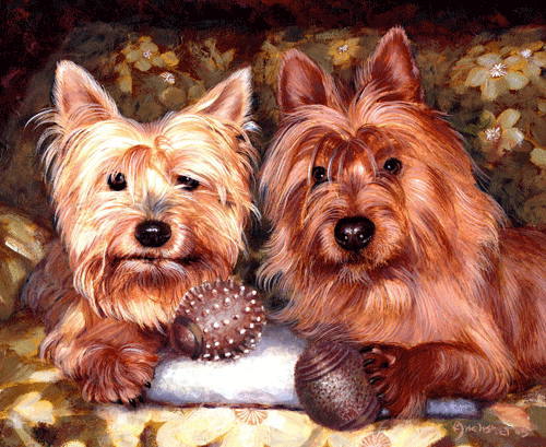 Two cairn terrier with golden beige and brown bronze hair colors.