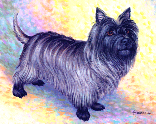 Cairn terrier with long silky shinny black hairs in standing side view profile - oil painting on canvas.