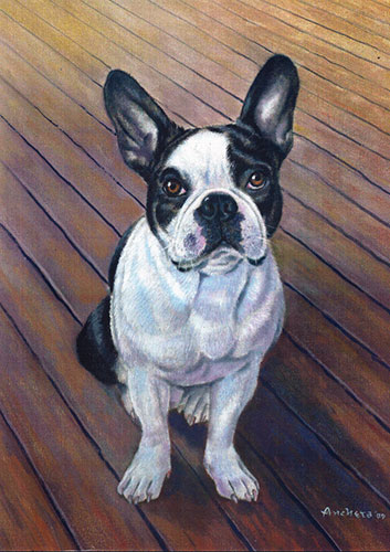 Boston bull terrier with black and white hairs, oil painting by Richard Ancheta.