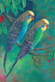 Perruche ondule - parakeet - Bird Painting by Richard Ancheta