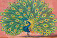 Seduction - Peacock - Bird Painting by Richard Ancheta