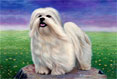 Bichon Frise - Dog Painting by Richard Ancheta