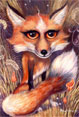 Madame Renard - Fox - Dog Painting by Richard Ancheta