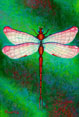 Dragonfly - Insects  s Painting by Richard Ancheta