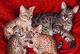 Bengal Cats - Cat Painting by Richard Ancheta