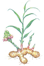 Ginger watercolor painting