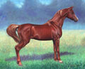 Arabian stallion horse painting