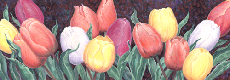 Bulbs tulips oil painting.