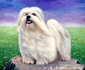 Bichon frise oil painting.