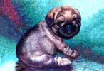 Griffon bruxellois puppy oil painting.