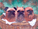 Brussels griffon oil painting.