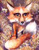 Fox oil painting.