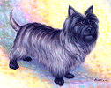 Cairn terrier oil painting.
