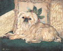 Golden brussels griffon oil painting.